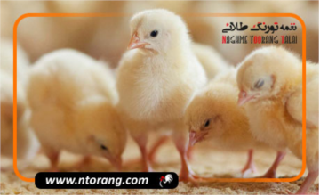 عرضه جوجه یکروزه از طریق سامانه بازارگاه در آینده ای نزدیک
